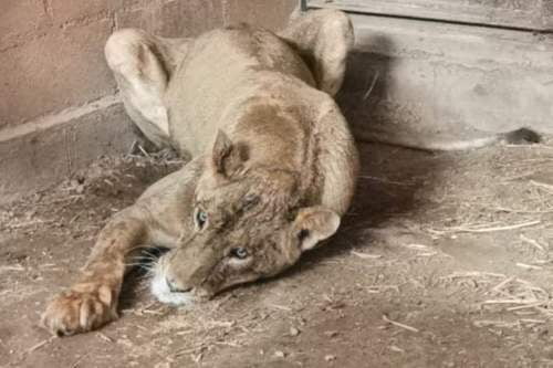 PROFEPA rescata a leona; se ve flaca y desnutrida
